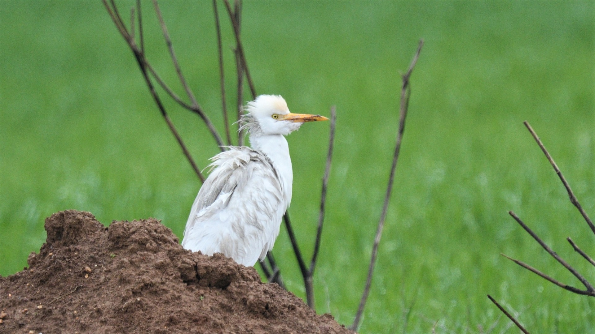 Cattle Egret